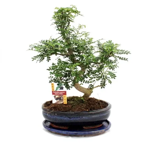 Exotenherz Bonsai Szechuan-Pfeffer 10 Jahre - Zimmerpflanze mit pflegeleichten Eigenschaften: Der Szechuan-Pfeffer zeigt an, wann er Durst hat, und ist ideal für Pflanzenliebhaber, die eine pflegeleichte Pflanze suchen.