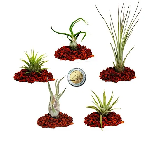Exotenherz - 5 verschiedene Mini-Tillandsien - extra klein