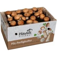 Pflanzen Braun von Hawlik Pilzbrut