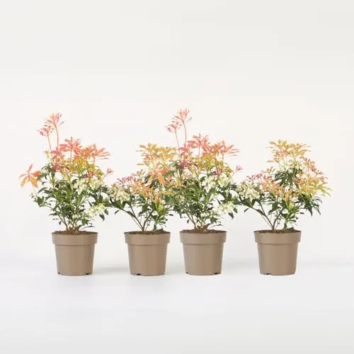 Plant in a Box - Pieris 'Forest Flame' - 4er Set - Winterharter, immergrüner Strauch mit feuerroten Blättern und duftenden Blütentrauben, ideal für Halbschatten, perfekt für Bienen und Schmetterlinge.