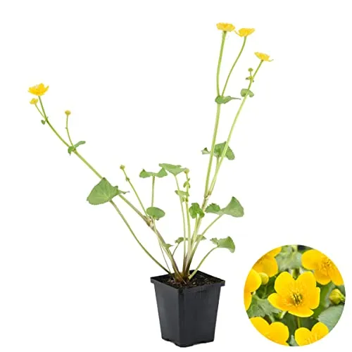 Bloomique - Caltha Palustris - Sumpfdotterblume - Teichpflanzen Winterhart - Wasserpflanzen - Zone 1-2 - Höhe 10-20 cm - Topf 9 cm