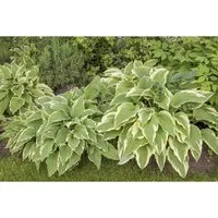 Produktbild Hosta Sieboldii Funkie Ca. 9x9 cm Topf