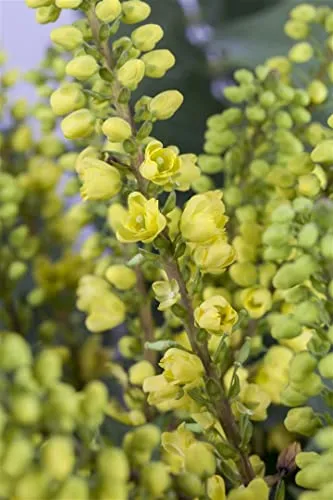 Mahonia media 'Winter Sun' - Winterharte Mahonie mit leuchtend gelben Blüten - Winterharte Mahonie mit leuchtend gelben Blüten, die Bienen anzieht. Ideal für schattige Standorte und Pflegeleicht – perfekt für Anfänger!