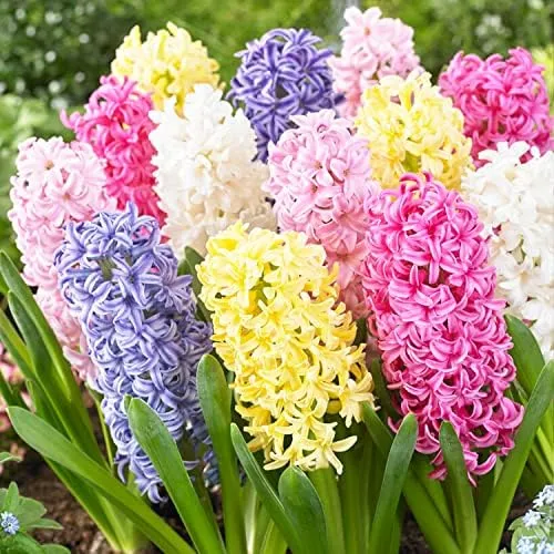 Hyazinthen Zwiebeln Winterhart Mehrjährig - Pastel Mix - 15 Zwiebeln - Duftende Blumenzwiebeln - 3 Sorten/Farben - Pflanzen aus Holland - für Garten, Topf, Glas (große Knollen, kein Samen)