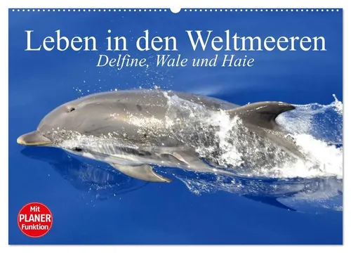 Elisabeth Stanzer | Leben in den Weltmeeren - Wunderschöner Kalender mit 14 Seiten über Delfine, Wale und Haie. Ideal für Naturfreunde und Kunstliebhaber, um die Schönheit der Ozeane zu erleben.