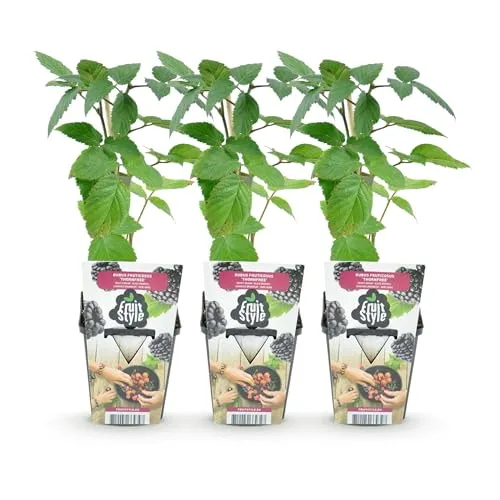 GreenboutiQ - Obstpflanzen - Dornenlose Brombeere - Rubus Thornfee - Winterhart - 3 Pflanzen - Topf 9 cm - Schwarze Brombeere