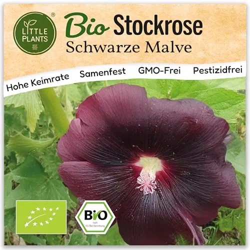 Little Plants BIO Schwarze Stockrose Samen 100 Rosensamen Schwarze Malve Blumensamen Samenfest für Blumengarten Blumen Samen für Balkon, Hochbeet und Garten