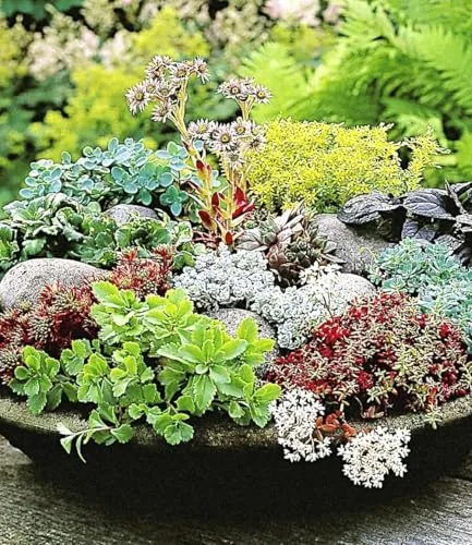 BALDUR Garten Winterharte Sedum-Mischung