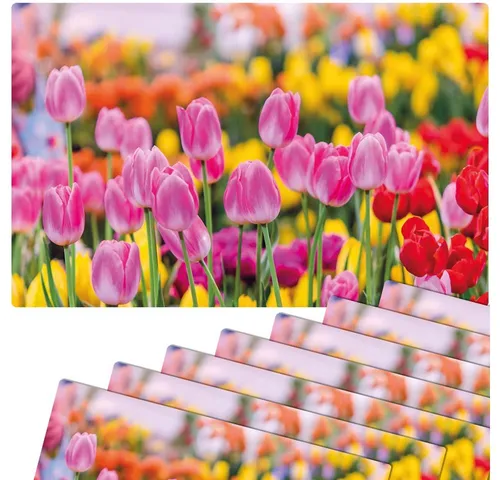 matches21 HOME & HOBBY Platzset Abwaschbare Tischsets 8er Set Sommer Tulpen Blumen pink, (8-St), Platzsets als Tisch-Untersetzer und Tisch-Deko für Esstisch Teller