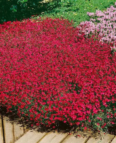 Pflanzen für Dich Staude Dianthus deltoides Brillant, 1 St., Heide-Nelke, Nelke