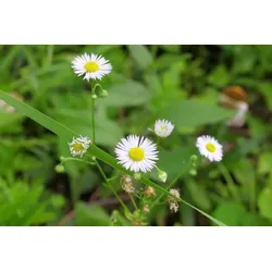 Römische Kamille Pflanzensamen, Heilpflanze für duftende und trittfeste Flächen, 100 Samen