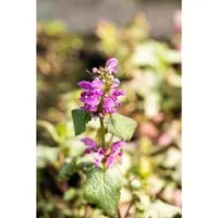 Lamium maculatum 'Beacon Silver' - Silberblatt-Taubnessel im Topf - Die dekorative Silberblatt-Taubnessel ist winterhart, pflegeleicht und ideal für schattige Standorte. Ihr silbernes Laub und die zarten Blüten setzen elegante Akzente im Garten.