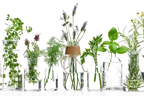 Queence Küchen Spritzschutz Kräuter in Gläsern 60x40 cm in grün von Queence