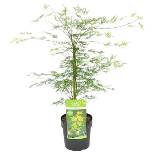 Bloomique - Acer Palmatum Emerald Lace - Japanischer Ahorn - Grünes Laub - Gartenpflanzen - Winterhart - 50-70 cm Hoch - Topf 19 cm