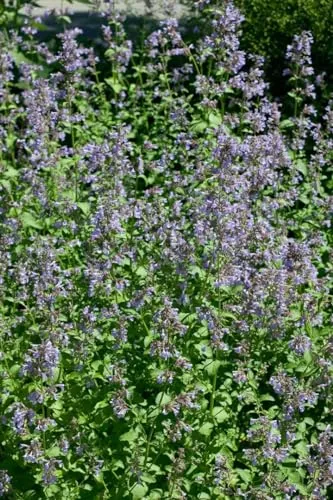 Nepeta grandiflora 'Pool Bank' 9x9 cm Topf – Winterhart, Mehrjährig, Pflegeleicht – Großblütige Katzenminze – Beetstaude für Garten & Rabatte