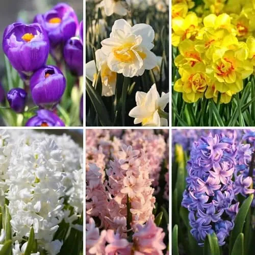 Blumenzwiebelmischung Early Spring Mix - 100 Blumenzwiebeln - Krokusse, Narzissen, Hyazinthen - lila, gelb, weiß, rosa, blauer Mix - duftend, großblütig, frühblühend, winterhart - direkt vom Züchter -