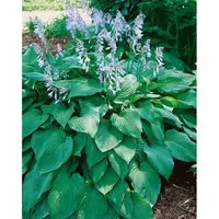 Hosta X Tardiana Blue Moon Funkie Ca. 9x9 cm Topf