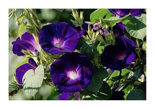 Stk - 35x Trichterwinde Knowlians Schwarz Kletterblumen Garten Pflanzen - Samen KS149 - Seeds & Plants Shop by Ipsa