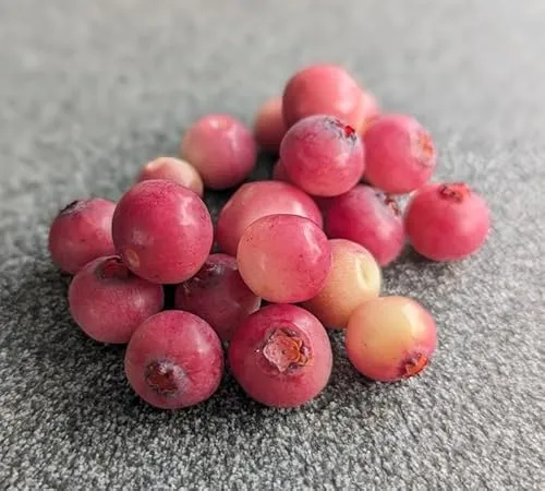 Pink Lemonade, Heidelbeere mit pinken Früchten, Busch, 60-80cm im Topf