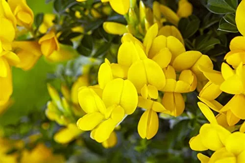 Genista tinctoria 'Royal Gold' 30-40 cm – Winterhart, Mehrjährig, Pflegeleicht – Färberginster – Zierstrauch für Steingarten & Beet