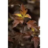 Physocarpus opulifolius 'Diable d'Or', Fasanenspiere mit goldorange Blättern - Blumen & Stauden – Winterharter Goldener Schneeball mit goldgelben Blättern, ideal für Hecken und Sichtschutz, pflegeleicht und schnell wachsend.
