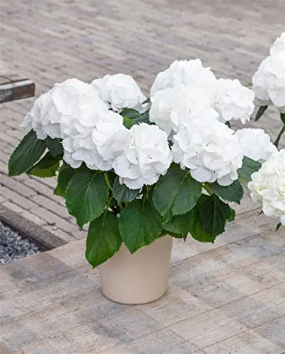 Hydrangea macrophylla 'Schneeball' - Bauernhortensie mit weißen Blüten - Pflegeleichte Bauernhortensie für Beete und Kübel, blüht üppig von Juni bis September. Winterhart bis -20 °C, ideal für Gartenliebhaber mit wenig Zeit.