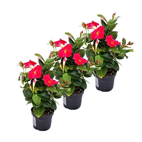 Produktbild Exotenherz Dipladenia