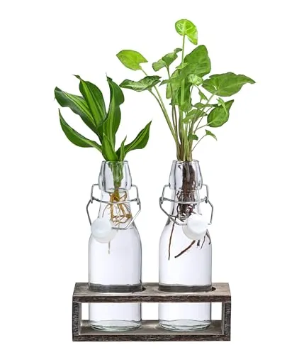 Dehner Waterplant Set Duo, Wasserpflanzen in Flaschen, je 1x Purpurtute Snow White, Drachenbaum Burley, je ca. 28 cm, Zimmerpflanze