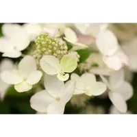 Hydrangea paniculata 'Magical Fire' - Rispenhortensie mit Farbwechsel - Sonstige Pflanzen, begeistert mit spektakulären Blüten, die von leuchtendem Weiß zu feurigem Rot wechseln und von Juli bis Oktober blühen.