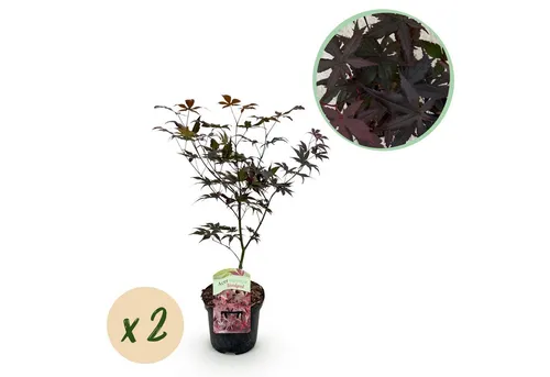Exotenherz Beetpflanze Acer palmatum 