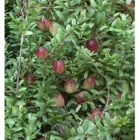 Großfrüchtige Moosbeere Cranberry 30-40cm