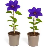 Exotenherz Clematis The President 2er Set im 11cm Topf - Elegante Kletterpflanzen mit intensiv violetten Blüten, ideal für Rankhilfen. Pflegeleicht und robust, bringen sie Farbe und Stil in jeden Garten.