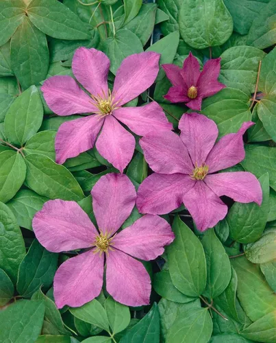 Clematis Hybride Madame Baron Veillard - Spätblühende Kletterpflanze - Wunderschöne rosa blühende Waldrebe für romantische Akzente im Garten. Ideal für Rankgerüste und als Kübelpflanze, pflegeleicht mit üppiger Blütenpracht von Juli bis September.