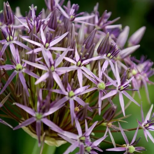 Allium Zwiebeln Winterhart Mehrjährig - Christophii - 5 Blumenzwiebeln - Allium Giganteum Zwiebeln - Duftende Pflanzen aus Holland für Garten, Topf (große Knollen, kein Samen, nicht künstlich)