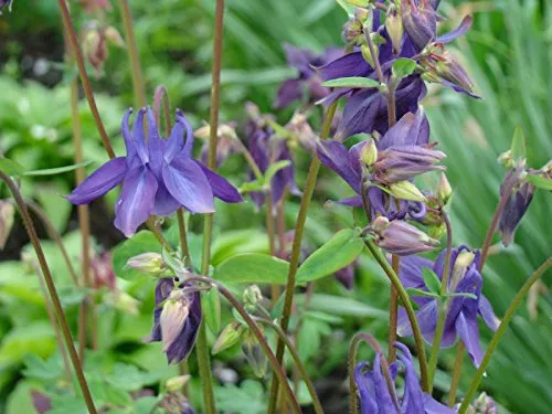Akelei, wilde Wald - 40 Samen in blau von AWEHIRU