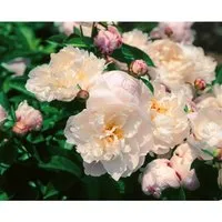 Pfingstrose Lady Alexandra Duff - Edle Gartenstaude im Container - Die Pfingstrose Lady Alexandra Duff bietet üppige, gefüllte Blüten in zartem Rosé und ist ideal für den Garten oder als Schnittblume. Robust und winterhart, bereichert sie jedes Staudenbeet.
