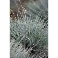 Festuca Cinerea Azurit Blauschwingel Ca. 9x9 cm Topf