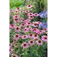 Produktbild Echinacea Purpurea Rubinstern Roter Sonnenhut Ca. 9x9 cm Topf