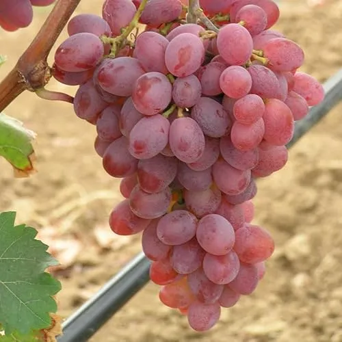 Tafeltraube 'Katharina®' rot - Traubenrebe für den Garten - 1 Traubenpflanze von Pflanzen-Kölle im 3 Liter Topf - Vitis vinifera Katharina