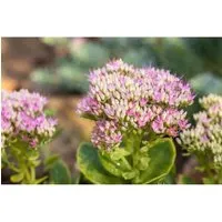 Sedum Spectabile Carmen Prächtige Fetthenne Ca. 9x9 cm Topf