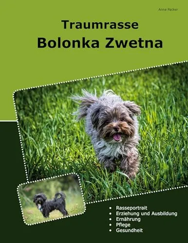 Traumrasse Bolonka Zwetna - der ideale Familienhund - Hunde, freundlicher Begleiter mit hypoallergenem Fell, perfekt für Allergiker und Familien mit Kindern.