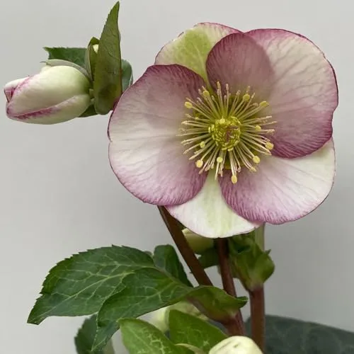 Helleborus 'Glenda's Gloss' rosa-weiß, Topf-Ø 15 cm von Pflanzen-Kölle