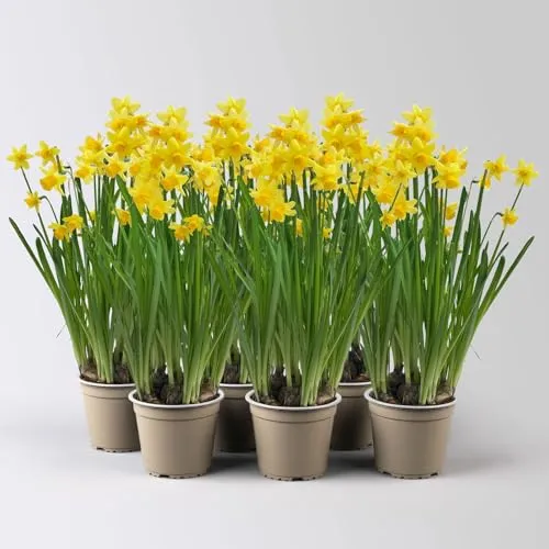 Narzisse 'Tête-à-Tête' gelb, vorgetrieben, Topf-Ø 12 cm, 6 Pflanzen