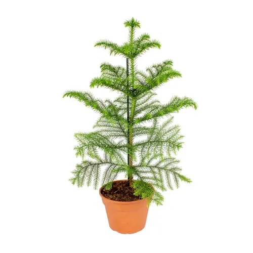 Bloomique - Araucaria Heterophylla - Zimmertanne - Norfolktanne - Zimmerpflanzen - Weihnachtsdeko - Höhe 40-50 cm - Topf 14 cm