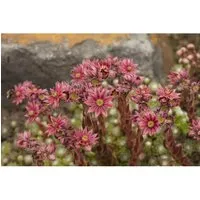 Sempervivum Arachnoideum Spinnweb Hauswurz Ca. 9x9 cm Topf in pink von Pflanzen für Dich