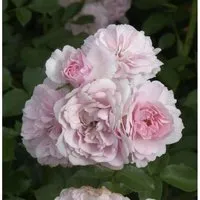 Produktbild Hochstamm Rose Bonica 80-100cm