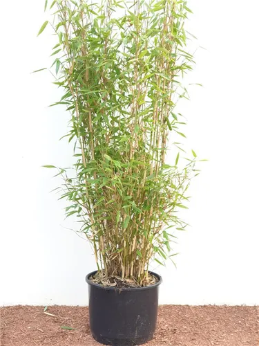 Fargesia Murieliae Jumbo Bambus – Immergrün und Winterhart - Gräser: Fargesia murieliae Jumbo ist winterhart und pflegeleicht, ideal für Hecken oder als Solitärpflanze. Mit bis zu 300 cm Höhe bietet er dichten Sichtschutz und ist nicht invasiv.