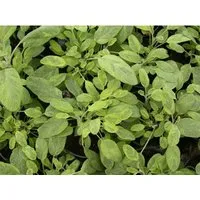 Salvia Officinalis Icterina Echter Salbei Ca. 11x11 cm Topf