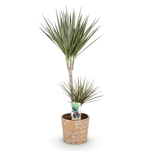 Green boutiQ - Zimmerpflanzen - Dracaena Marginata Bicolor - Drachenbaum - Pflegeleicht - mit Korb - Grün - Braun - 1 Pflanze - Topf 21cm - Höhe 90-100cm