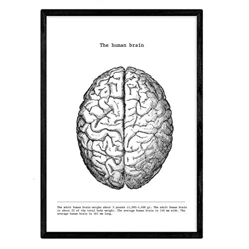 Nacnic Anatomie Poster | Vintage Stil Wanddekoration Abbildung von Brustkorb, Muskeln und Knochen | Verschiedene menschliche Körper, Biologie und Medizin Bilder | Größe A3